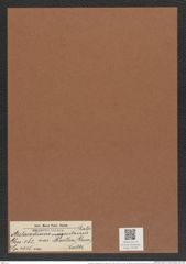 Aulacodiscus margaritaceus var. moelleri (Grun.) Rattr. (de-Toni-Nr.: Genus 182, Species 4515) Zeichnungen Sammlung Grunow Mappe 04439 (Herbarium_W_Grunow_drawings_Folder_04439)